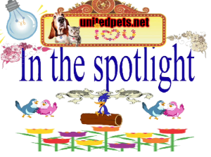 an in the spotlight gift